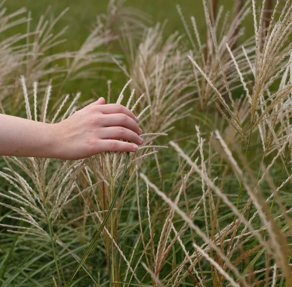 Kadın eli yavaşça tarladaki sivri uçlu kazıkları delip geçiyor.