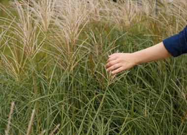 Kadın eli yavaşça tarladaki sivri uçlu kazıkları delip geçiyor.