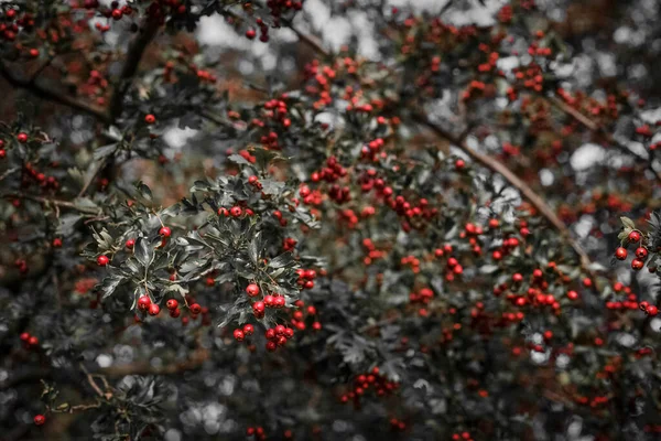 Helle Beeren des wilden Weißdorns auf grünen Zweigen — Stockfoto