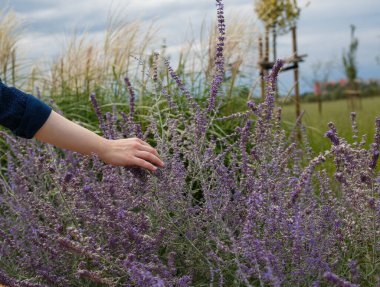 Yakından kadın eli nazikçe tarladaki çiçeklerin üzerinden geçiyor.