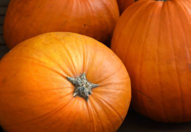 Birkaç büyük olgun portakal kabağı hasat edilenlerden. Yakın plan.