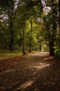  Parkta ağaçlardan düşen yapraklarla dolu ıssız bir patika.