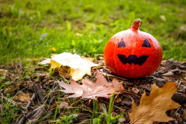 Jack Balkabağı çimlerin üzerinde ve sarı meşe yapraklarının yanında duruyor.