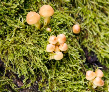 Ağacın dibinde yetişen küçük hafif mantarlar.