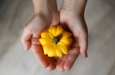 Bir çocuğun avuçlarında çiçek şeklinde sarı bir balkabağı.. 