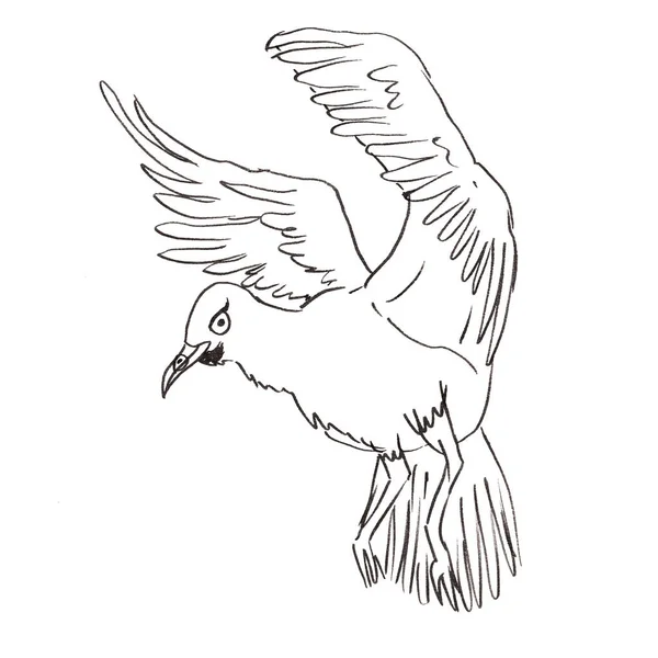 Vector stock illustration the flying seagull. Outline. — Stock Vector