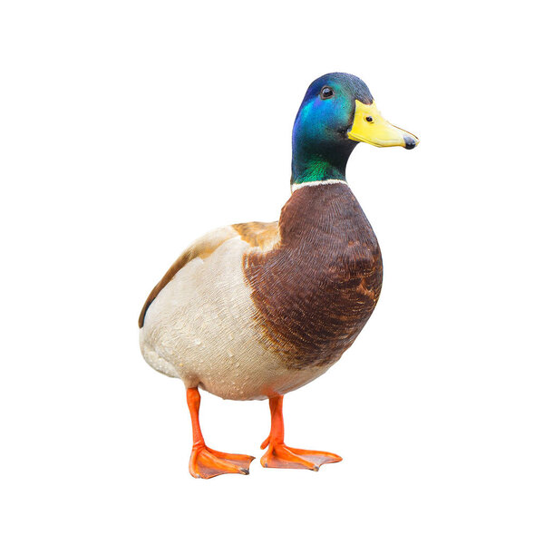 The male mallard duck with work paths