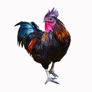 Güneydoğu Asya 'da yerli bir tavuk olan kızıl horozlu renkli bir horoz..