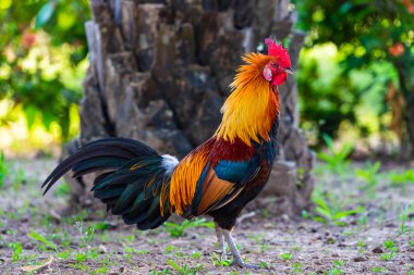 Kırmızı Cockscomb ile renkli bir horoz.