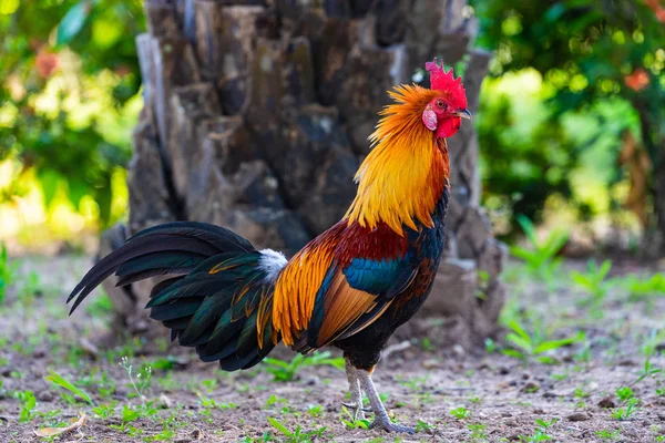 Un gallo colorido con peine rojo . — Foto de Stock