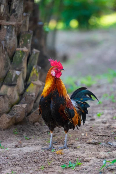 Een kleurrijke haan met rode HANEKAM. — Stockfoto