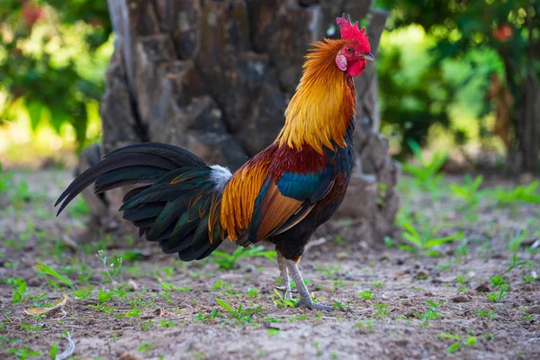 Een kleurrijke haan met rode HANEKAM. — Stockfoto