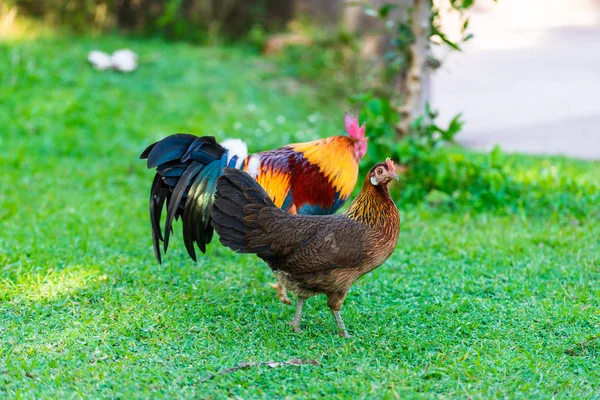 Een kleurrijke haan met rode HANEKAM. — Stockfoto