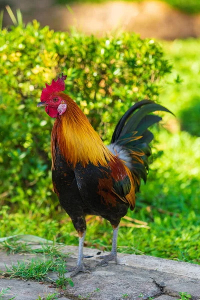 Barevný kohout s červeným kohoutem. — Stock fotografie