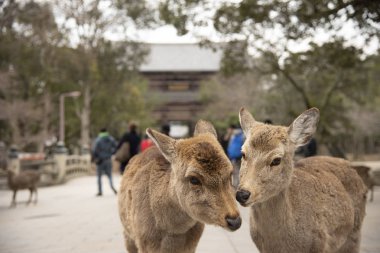 Nara Parkında yerel bir Japon geyiği. Japonya'da dünya mirası şehir