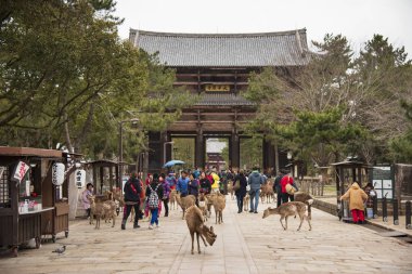 Nara Parkında yerel bir Japon geyiği. Japonya'da dünya mirası şehir