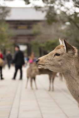 Nara Parkında yerel bir Japon geyiği. Japonya'da dünya mirası şehir