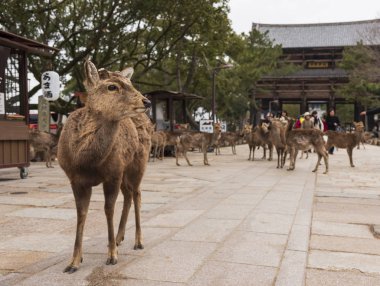 Nara Parkında yerel bir Japon geyiği. Japonya'da dünya mirası şehir