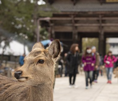 Nara Parkında yerel bir Japon geyiği. Japonya'da dünya mirası şehir