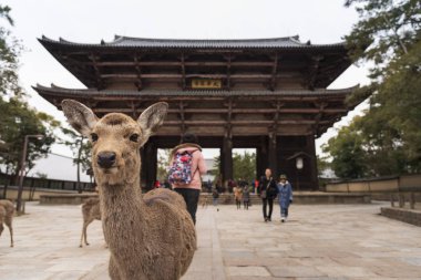 Nara Parkında yerel bir Japon geyiği. Japonya'da dünya mirası şehir