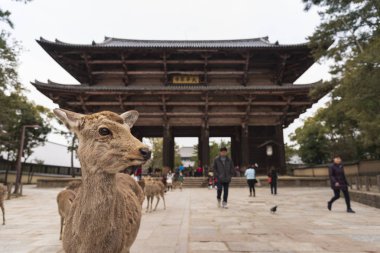 Nara Parkında yerel bir Japon geyiği. Japonya'da dünya mirası şehir