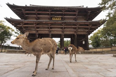Nara Parkında yerel bir Japon geyiği. Japonya'da dünya mirası şehir