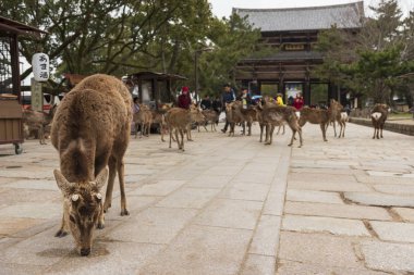 Nara Parkında yerel bir Japon geyiği. Japonya'da dünya mirası şehir