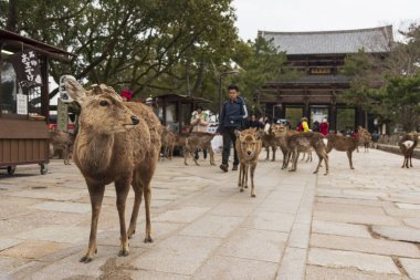 Nara Parkında yerel bir Japon geyiği. Japonya'da dünya mirası şehir
