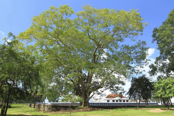 Grande árvore bhodi perto de Mirisawetiya dagaba em Anuradhapura, Sri L — Fotografia de Stock