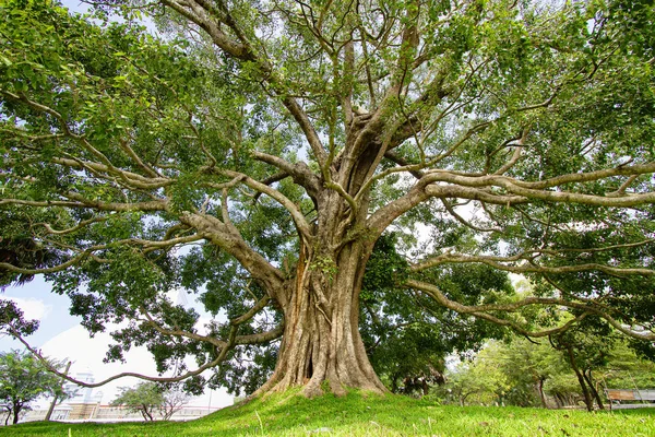 Gran árbol de bhodi cerca de Mirisawetiya dagaba en Anuradhapura, Sri L Fotos de stock libres de derechos