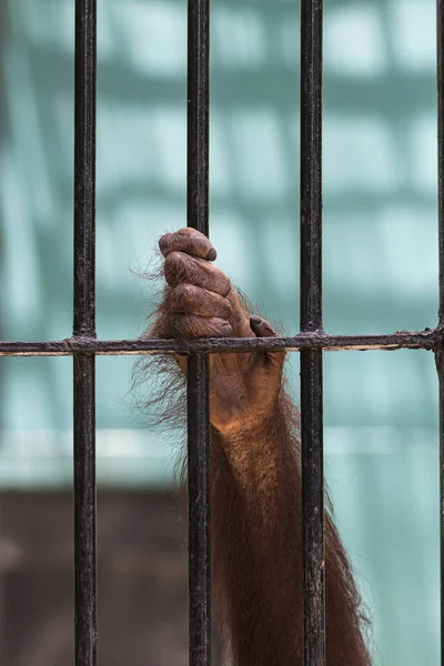 Zbliżenie strony orangutana wspiąć się na klatkę. — Zdjęcie stockowe