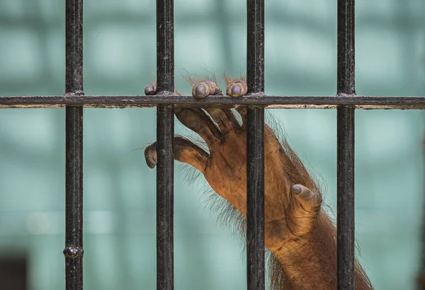 stock image Close-up of orangutan's hand climb up the cage.