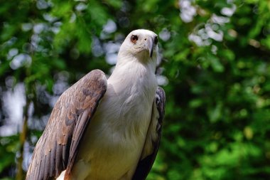 AK karınlı deniz-kartal.