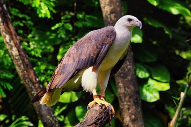 AK karınlı deniz-kartal.