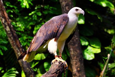 AK karınlı deniz-kartal.