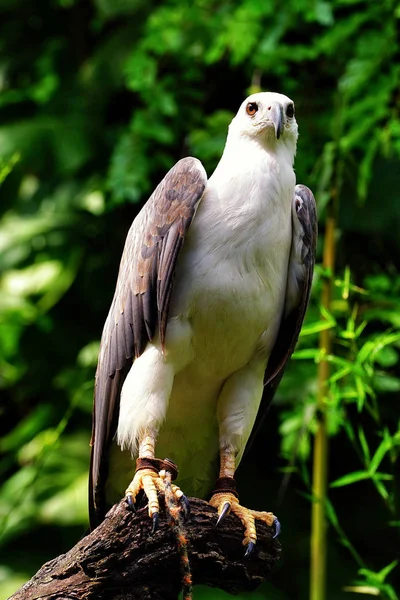 White-bellied sea-eagle. — Stock Photo, Image