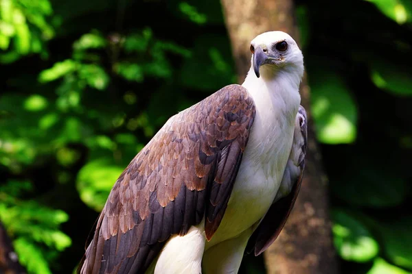 White-bellied zee-eagle. — Stockfoto