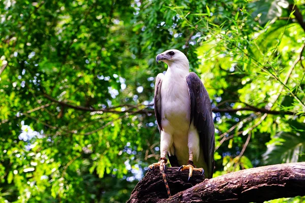 White-bellied zee-eagle. — Stockfoto