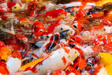 Gölette sazan balığı bir kalabalık.