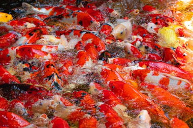 Gölette sazan balığı bir kalabalık.