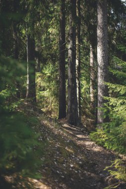 Ormanda, çam ağaçları ve yeşil çimlerle güneşli bir yaz günü. orman yolu