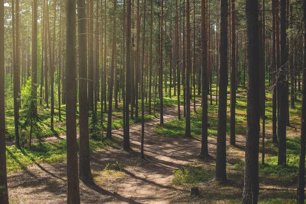 Slunečný letní den v lese s borovicemi a zelenou trávou. lesní cesta — Stock fotografie