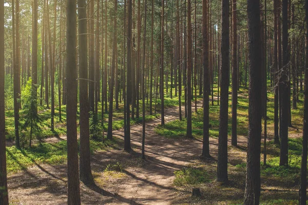 Sonniger Sommertag im Wald mit Kiefern und grünem Gras. Forststraße — Stockfoto