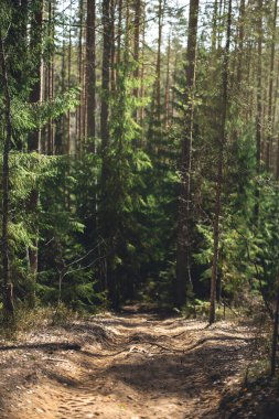 Ormanda güneşli bir yaz günü. Çam ağaçları, çim filizi ve yeşil çimenler. orman yolu
