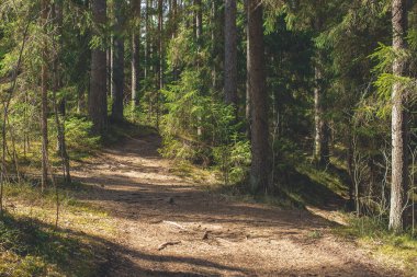 Ormanda güneşli bir yaz günü. Çam ağaçları, çim filizi ve yeşil çimenler. orman yolu