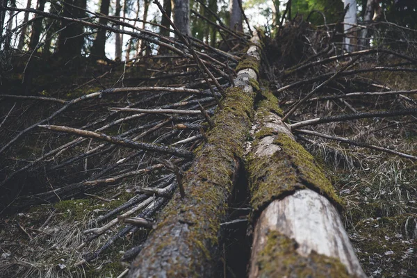 Alte umgestürzte Fichte mit trockenem Ast und Moos auf einem Baumstamm — Stockfoto