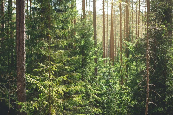 Sonniger Sommertag im Wald mit grünen Kiefern und Sprossen im Sonnenlicht — Stockfoto