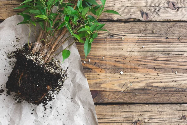 Home gardening relocating house plant, weeping fig. home plant care — Stock Image Home gardening relocating house plant, weeping fig. home plant care Stock Image