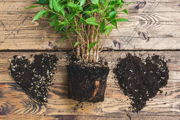 Home gardening relocating house plant, heart from ground, weeping fig. home plant care and love nature concept — Stock Image Home gardening relocating house plant, heart from ground, weeping fig. home plant care and love nature concept Stock Photo