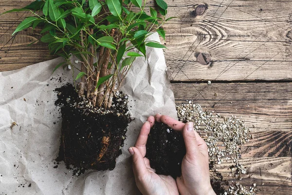 Home gardening relocating house plant, grount in hands, weeping fig. home plant care — Stock Image Home gardening relocating house plant, grount in hands, weeping fig. home plant care Royalty Free Stock Photos